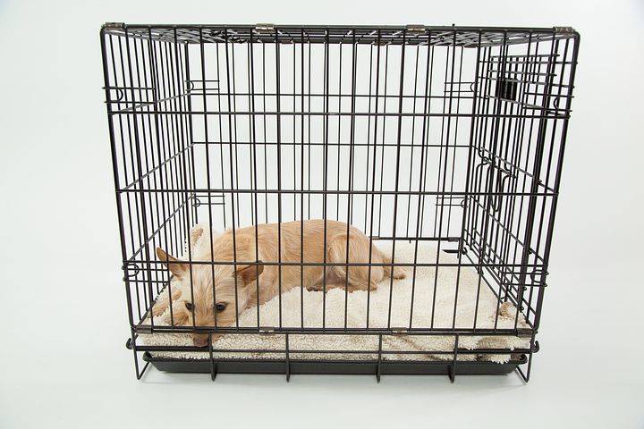 Ou Acheter L Equipement De Transport Et De Couchage Pour Mon Chien Proche De Fecamp Jardinerie Et Animalerie Bricomarche A Fecamp Bricomarche Jardinerie