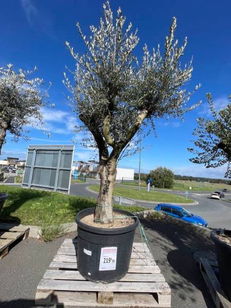 Déstockages des oliviers et palmiers à la JARDINERIE BRICOMARCHE a proximité de Fécamp