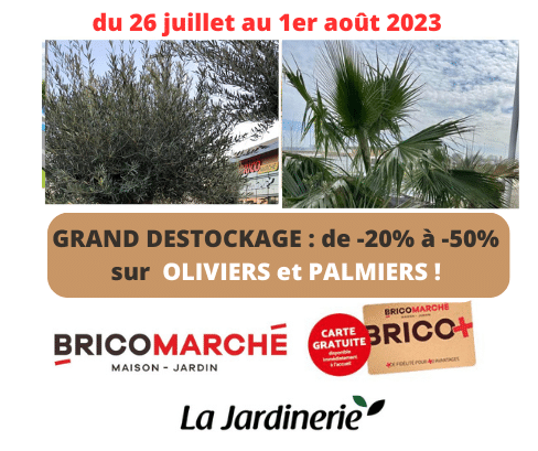 -20 à -50% sur les OLIVIERS et les PALMIERS dans votre JARDINERIE BRICOMARCHE à proximité de Fécamp