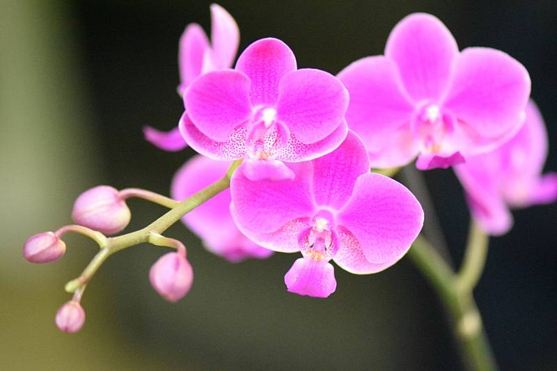 ou acheter des orchidées dans une jardinerie proche Fécamp