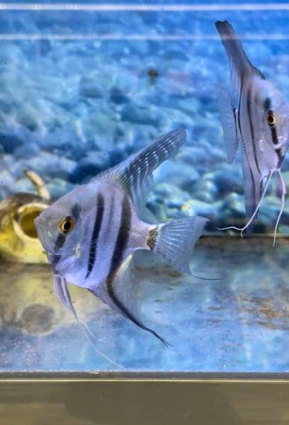 Où trouver des promotions sur les poissons à proximité de Fécamp