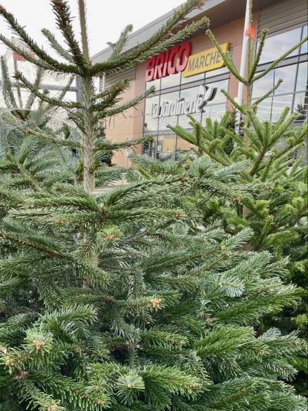OFFRE PROMOTIONNELLE -20% sur les SAPINS NATURELS