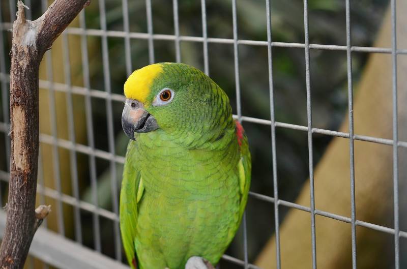 Vente d'oiseaux, d'accessoires et d'alimentation proche Goderville